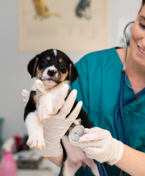 Hundekrankenversicherung