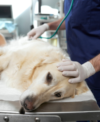 Hunde-OP-Versicherung