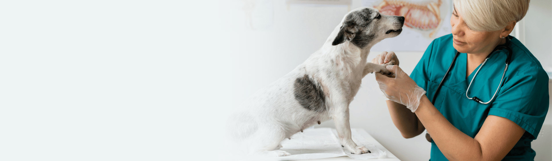 Tieraerztin behandelt Hund