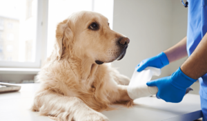 verletzter Golden Retriever beim Tierarzt