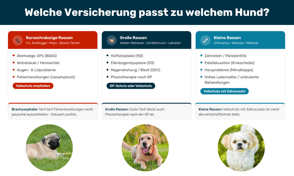 Infografik Hundekrankenversicherung für verschiedene Rassen